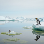 Penguin chick perched on melting Antarctic ice shelf with algae streaks and pale blue sky reflected in icy surface