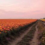 Field of Giant Tecolote Ranunculus flowers glows with sunrise light and a winding dirt path leading into pink-orange sky