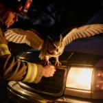 Firefighter coaxing a horned owl out of a car grille with headlights illuminating the night rescue