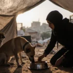 Volunteer pouring food into a bowl for a dog with tent light and makeshift enclosures in Gaza