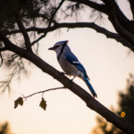 Western Scrub Jay perches on eucalyptus branch with blue-gray feathers under sunset light and city lights in background.