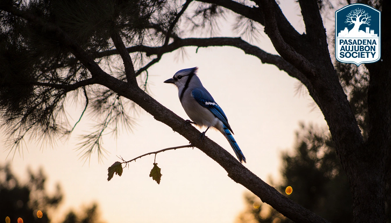 Western Scrub Jay perches on eucalyptus branch with blue-gray feathers under sunset light and city lights in background.