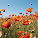 Poppies sway gently in breeze with bees gathering nectar under bright blue California sky.