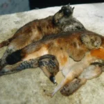 Person declining request with security warning and legal protection symbols visible