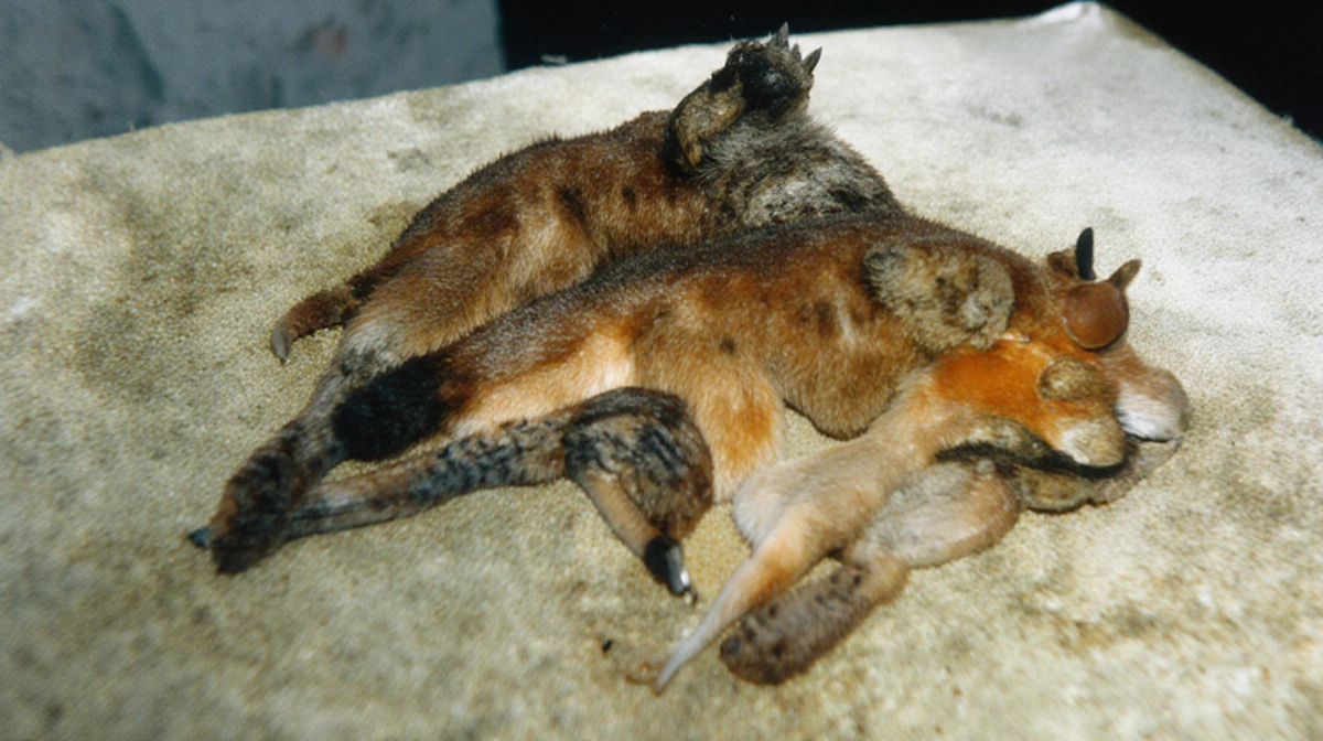 Person declining request with security warning and legal protection symbols visible