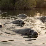 ZooTampa Sets Record with 26 Manatee Releases in 2025