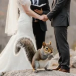 Squirrel Steals the Show in Epic Wedding Photobomb