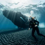 Free-Diver’s Whale Encounter Stuns in Viral Clip