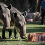 Two tapirs standing side by side in Denver Zoo enclosure with copper-colored bowls and long shadows across grass.