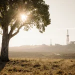 Solitary tree stands resilient with lush green leaves and warm sunlight while distant mining site hints at natural resource e