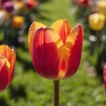 Bright orange-red tulip stands tall in blooming rainbow garden with dappled sunlight warming the lush grass